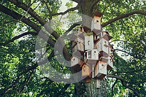 Several bird houses on a tree. Wooden birdhouses, nesting box for for songbirds photo