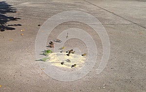 Several Birds Eating in Flamengo Park Aterro Rio de Janeiro Brazil.