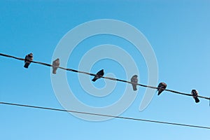 Several birds are sitting on a wire against a clear bue sky. Pigeons on a powerline