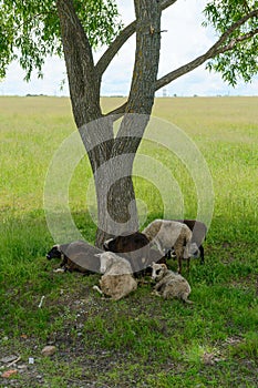 Several black and white sheep are lying under the tree