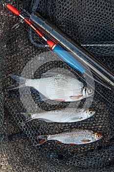 Several bleak, roach and bream fish on fishing net. Fishing rod