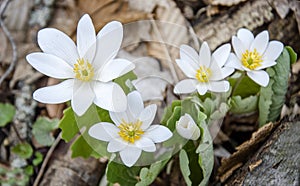 Several Bloodroot Flowers in Bloom