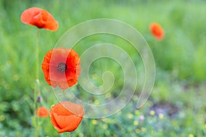 Red poppies in spring on a green meadow photo