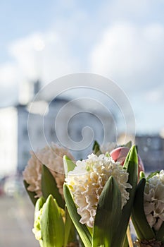 Several blossoming hyacinthes