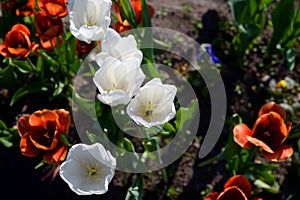 Several blossoming tulips.