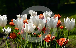 Several blossoming tulips.