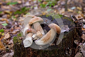 Several boletus mushroom in the wild. Porcini mushroom Boletus aereus on old fungy hemp in forest at autumn season