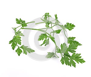 Several branch of parsley.