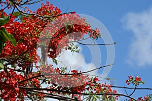 Several branches of the flame tree against cloudy sky