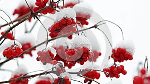 Several branches of viburnum covered with snow