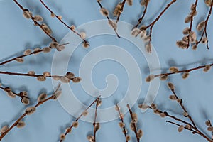 Several branches of a willow with buds lie on a blue background. Easter composition. a postcard.