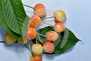 Several branches of yellow cherries on a white background.