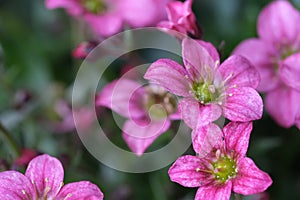 Several bright pink Saxifraga arendsii flowers