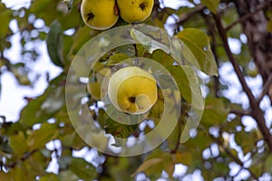 Several bright yellow apples in green foliage. Juicy apple closeup. Apple tree with ripe fruit.