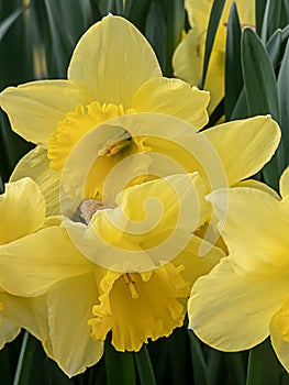 Several bright yellow doffodils blooming in spring photo