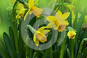 Several bright yellow doffodils in full bloom photo