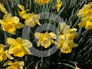 Several bright yellow doffodils in full bloom photo