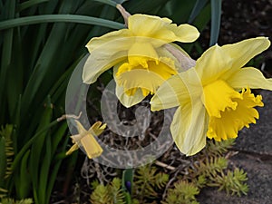 Several bright yellow doffodils in full bloom photo