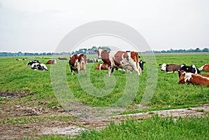 several brown and black white cows are standing in the pasture