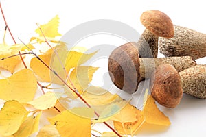 Several brown cap boletus and twig of birch