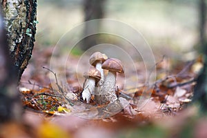 Several brown cap boletuses in autumn forest