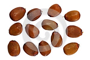 Several brown carob seeds carat or karat