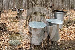 Several buckets used to collect sap of maple trees