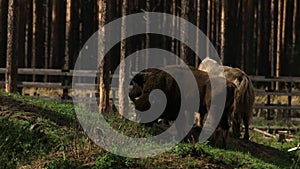 several buffalo and yak are grazing on a hillock in a national park