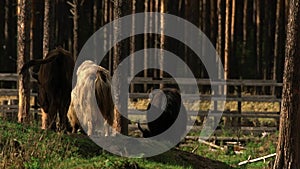 several buffalo and yak are grazing in a national park