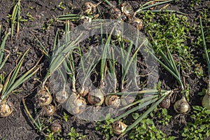 Several bulbs lie next to each other, torn straight from the soil