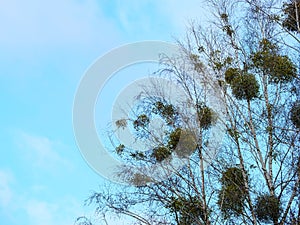 Several bunches of mistletoe on tree branches against a blue sky