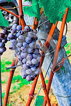 Several bunches of ripe, red grapes, hanging from brown vines, at a french vineyard