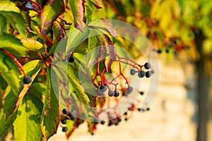 Several bunches of wild grapes on a green background.