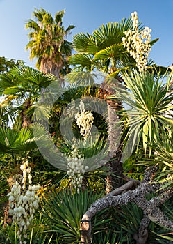Several bushes of blooming yucca