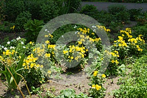 Several bushes of yellow sundrops in bloom photo