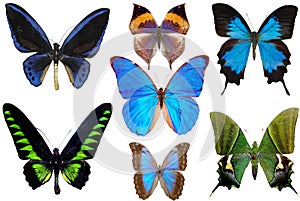 Several butterflies