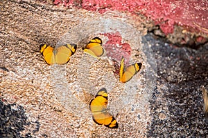 Several butterflies resting on rocks