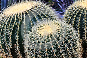 Echinocactus grusoni detail photo