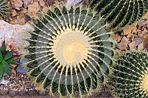 Echinocactus grusoni detail photo