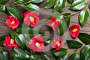 Several camellia japonica flowers