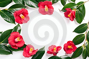 Several camellia japonica flowers