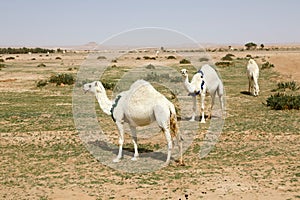 Several camels stand on a sandy meadow in Saudi Arabia and eat grass