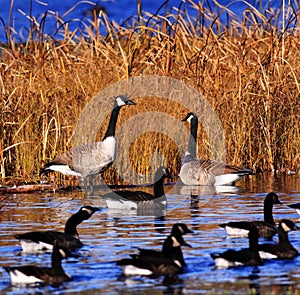 Several canadian geese pond marsh