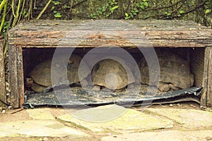 Several carbonaria chelonoides tortoise sleeping in a cave