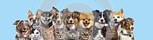 Several cats and dogs head shot, looking at the camera in a row on blue background