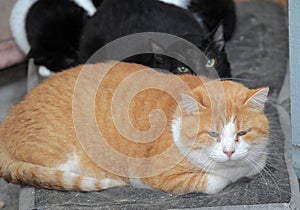 Several cats sleeping together