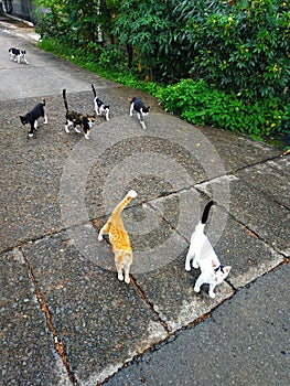 Several cats walking on a residential street