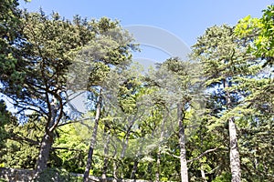 Several cedars in the park