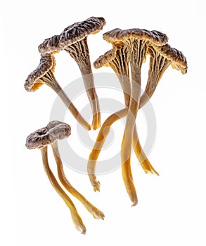 Several Chanterelle mushrooms isolated on a white background