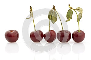 Several cherries, isolated